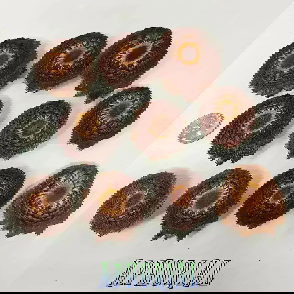 10 Medium to Large Knobcone Pine Cone Slices for Jewelry Crafts - Aphorial