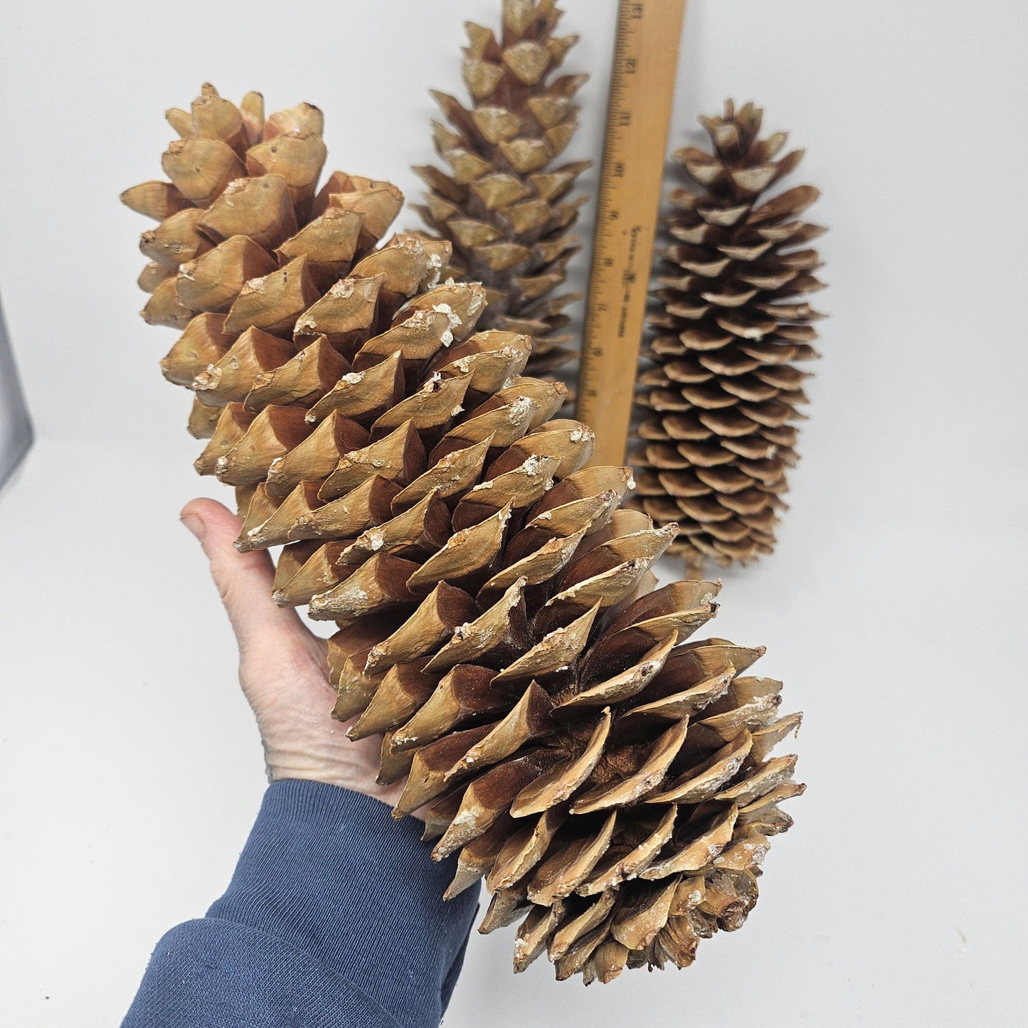 3 Large Sugar Pine Cones for Crafts and Decorations - Aphorial