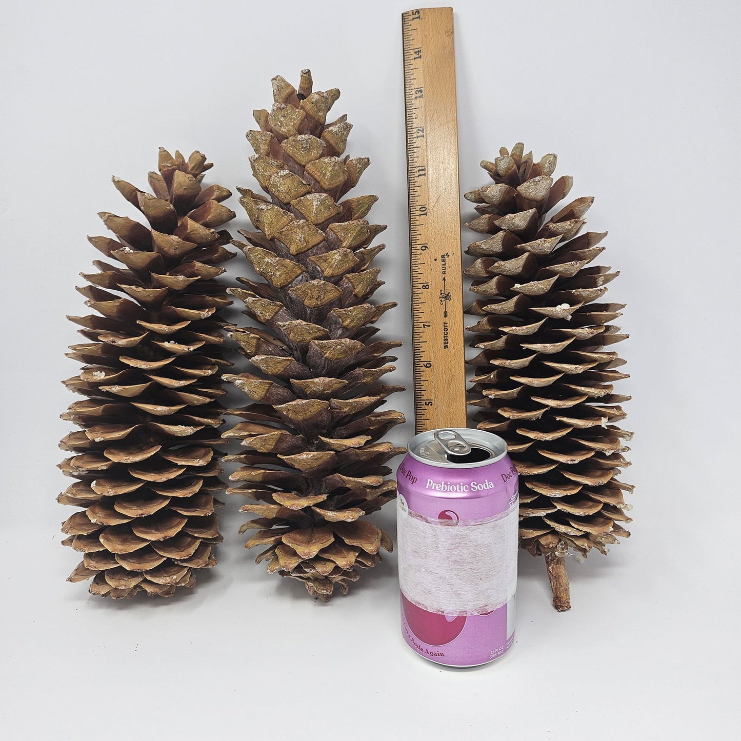 3 Large Sugar Pine Cones for Crafts and Decorations - Aphorial