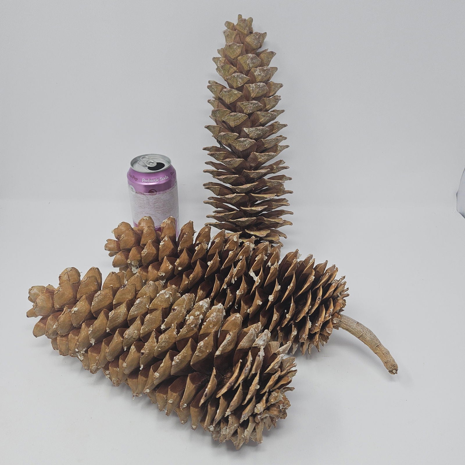 3 Large Sugar Pine Cones for Crafts and Decorations - Aphorial