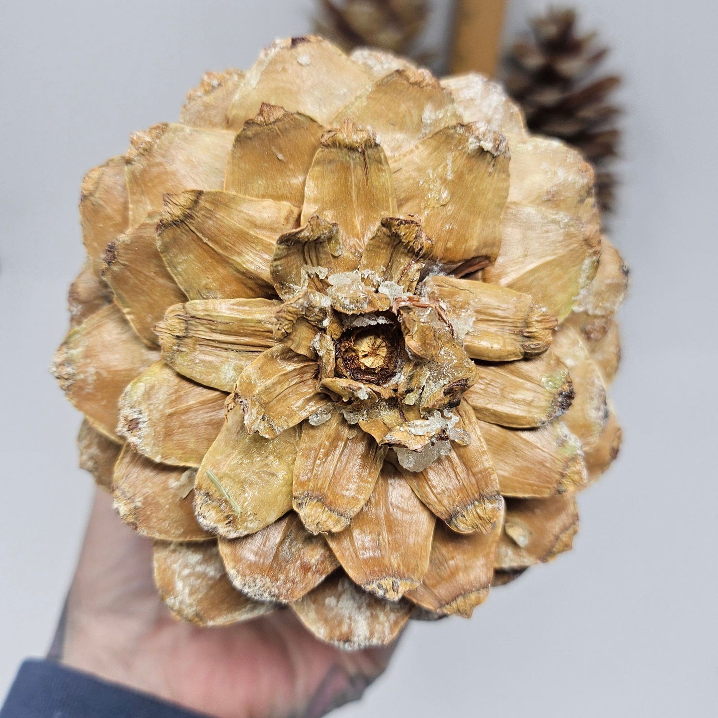 3 Large Sugar Pine Cones for Crafts and Decorations - Aphorial