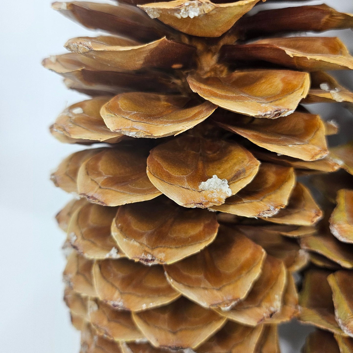 3 Large Sugar Pine Cones for Crafts and Decorations - Aphorial