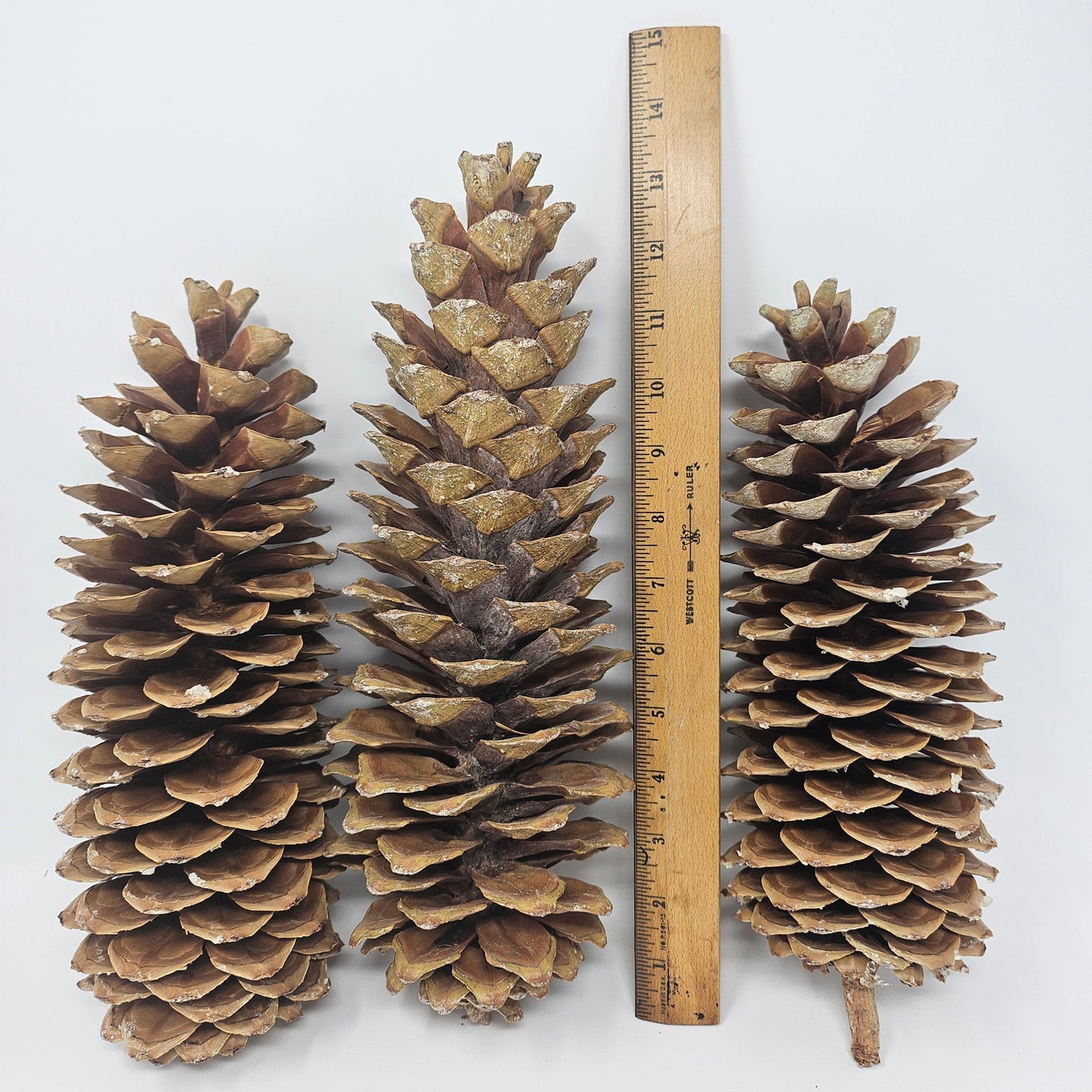 3 Large Sugar Pine Cones for Crafts and Decorations - Aphorial