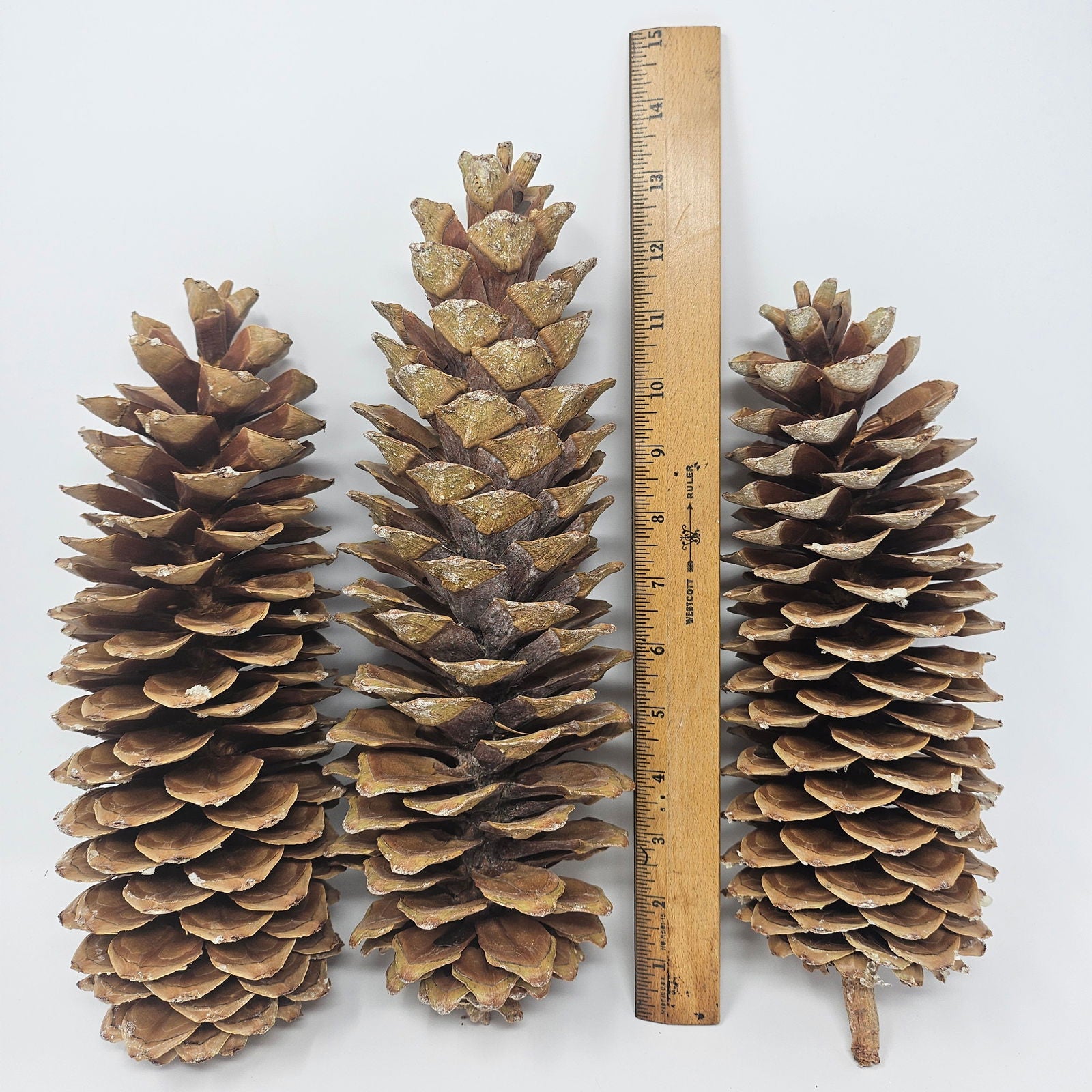 3 Large Sugar Pine Cones for Crafts and Decorations - Aphorial