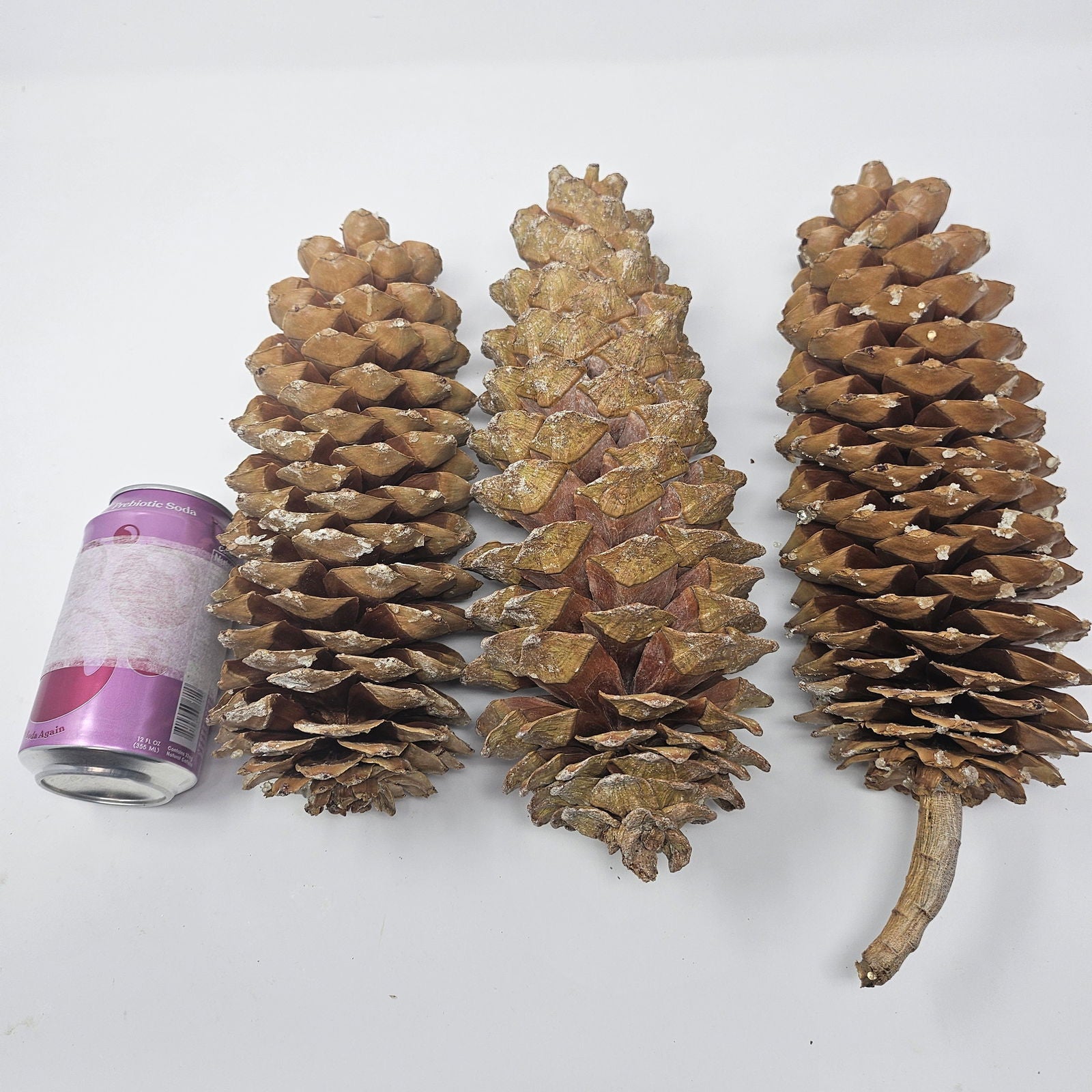 3 Large Sugar Pine Cones for Crafts and Decorations - Aphorial