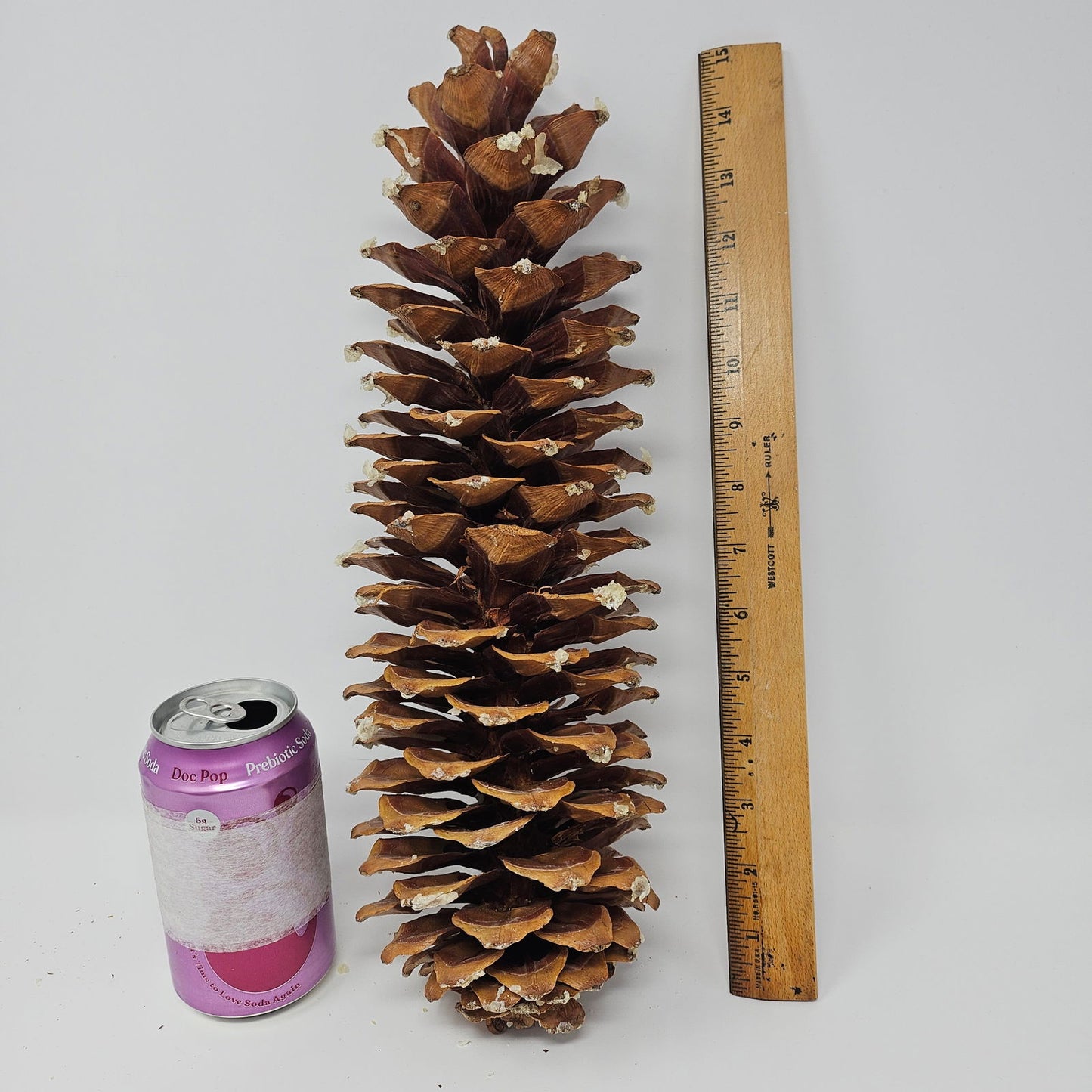 Sugar Pine Cones for Crafts and Decorations - Longest Pinecones in the World - Aphorial