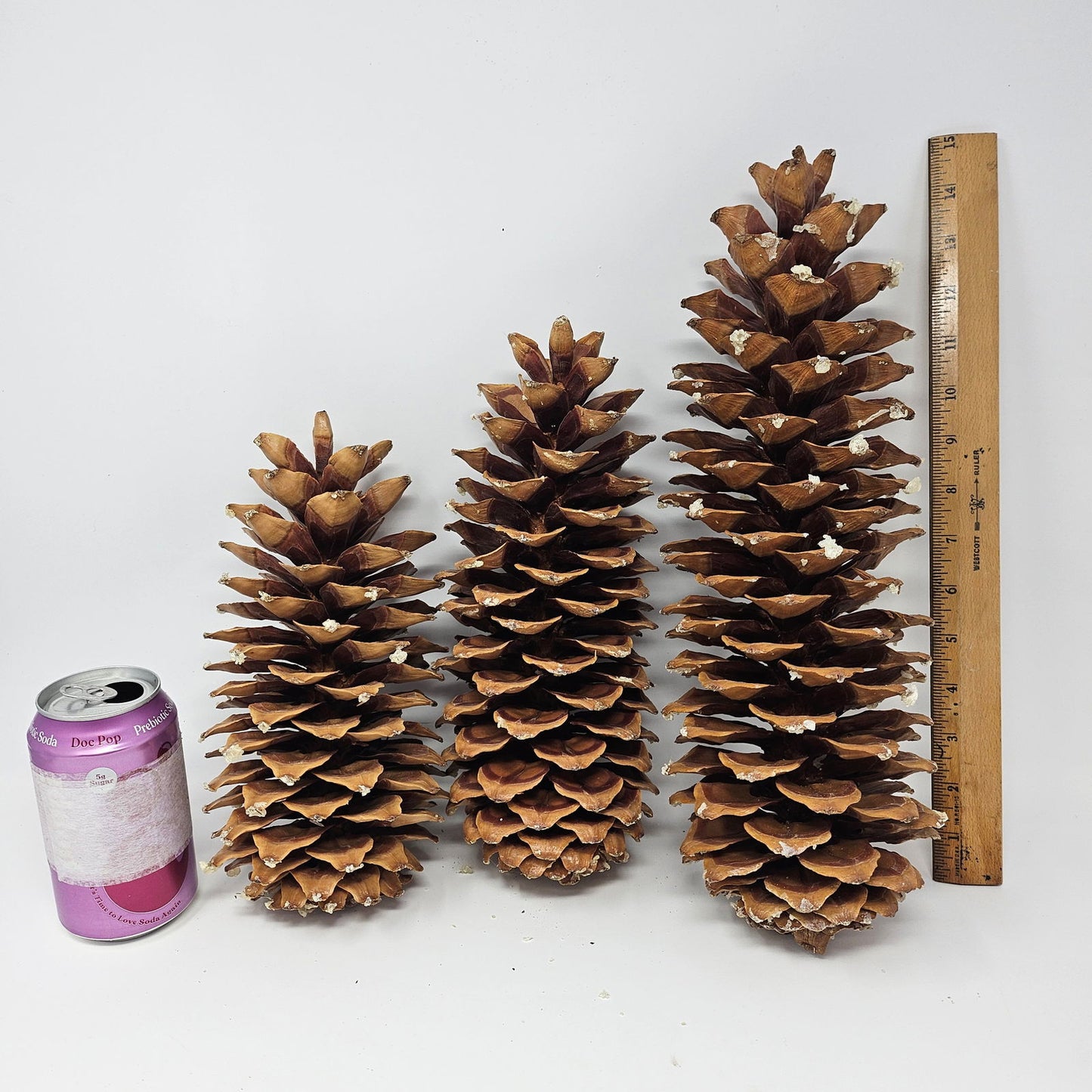 Sugar Pine Cones for Crafts and Decorations - Longest Pinecones in the World - Aphorial