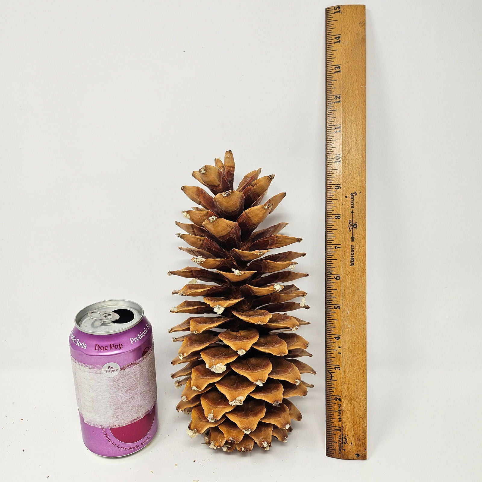 Sugar Pine Cones for Crafts and Decorations - Longest Pinecones in the World - Aphorial