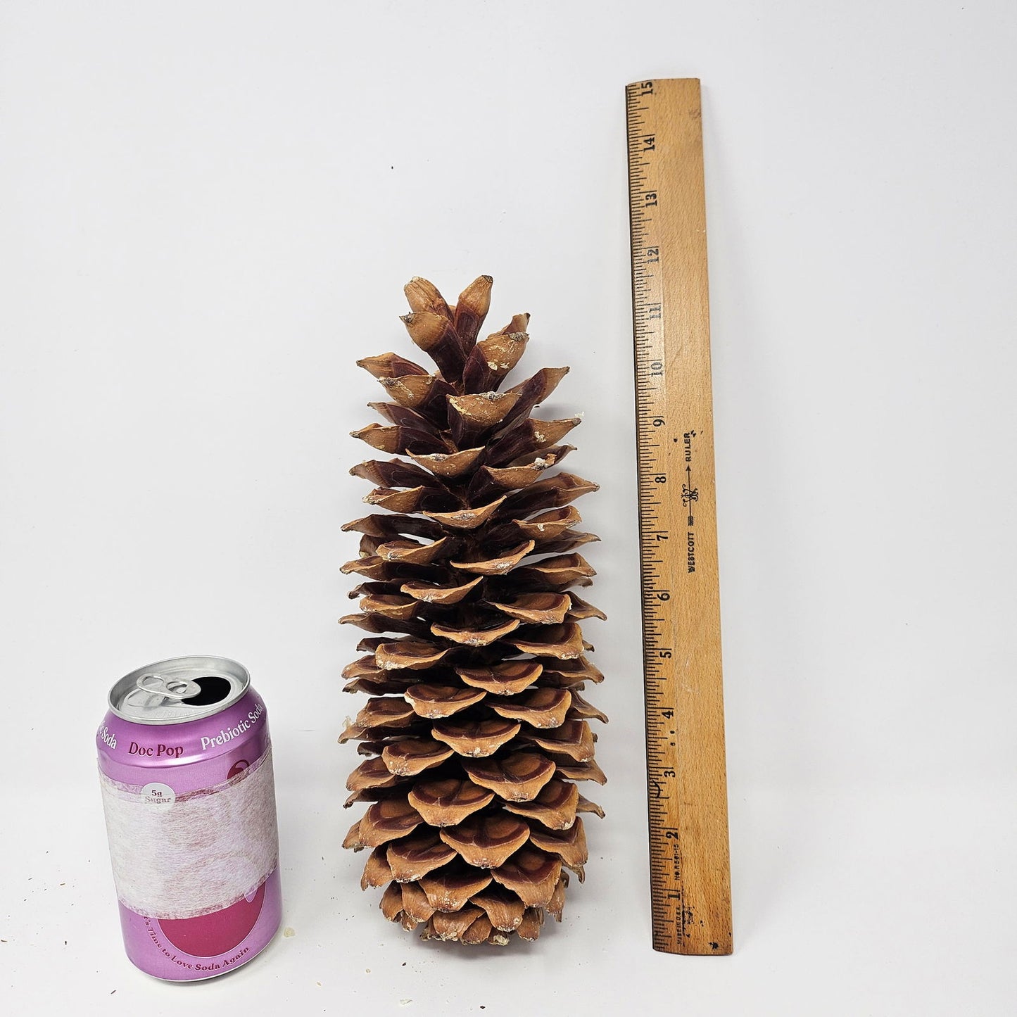 Sugar Pine Cones for Crafts and Decorations - Longest Pinecones in the World - Aphorial