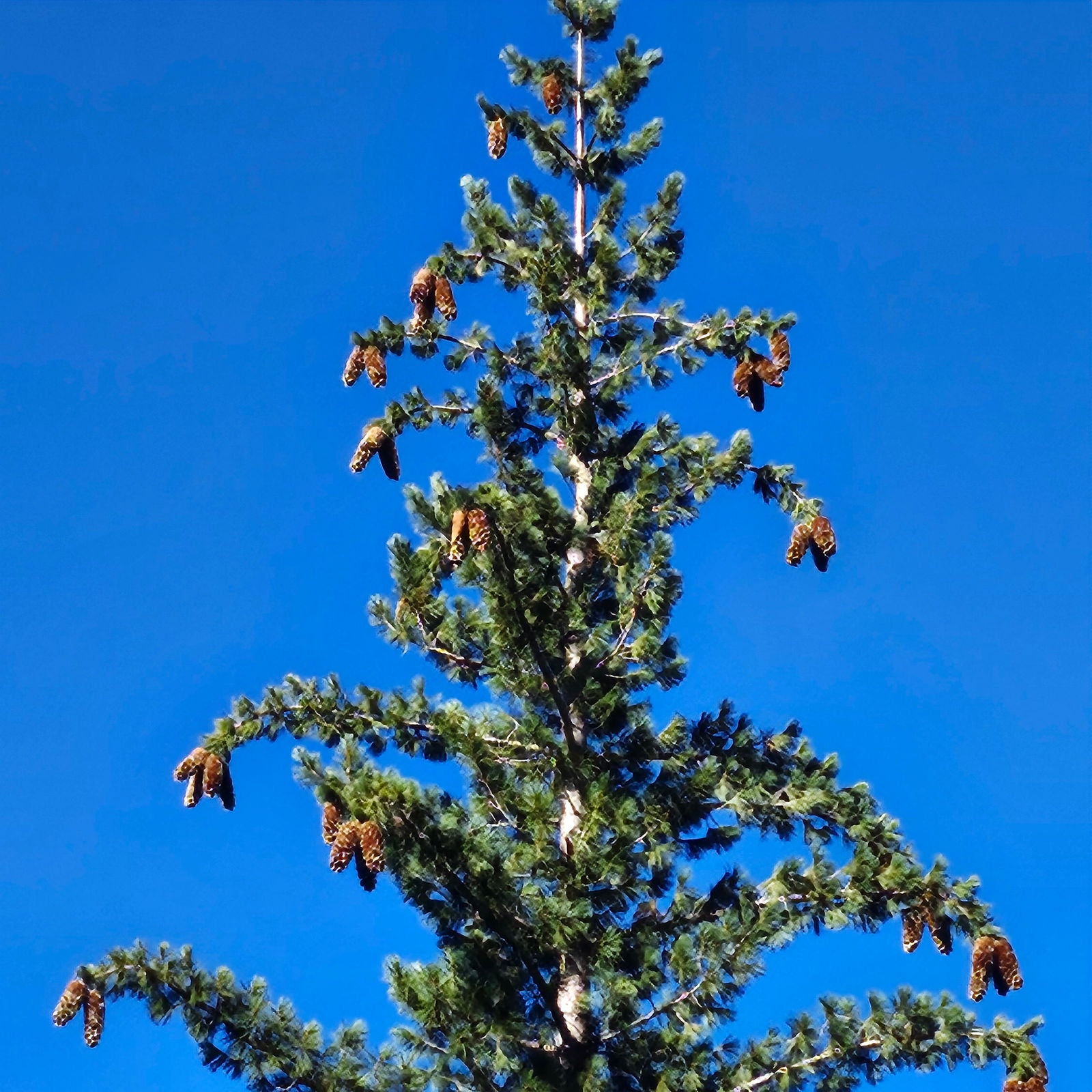 Sugar Pine Cones for Crafts and Decorations - Longest Pinecones in the World - Aphorial