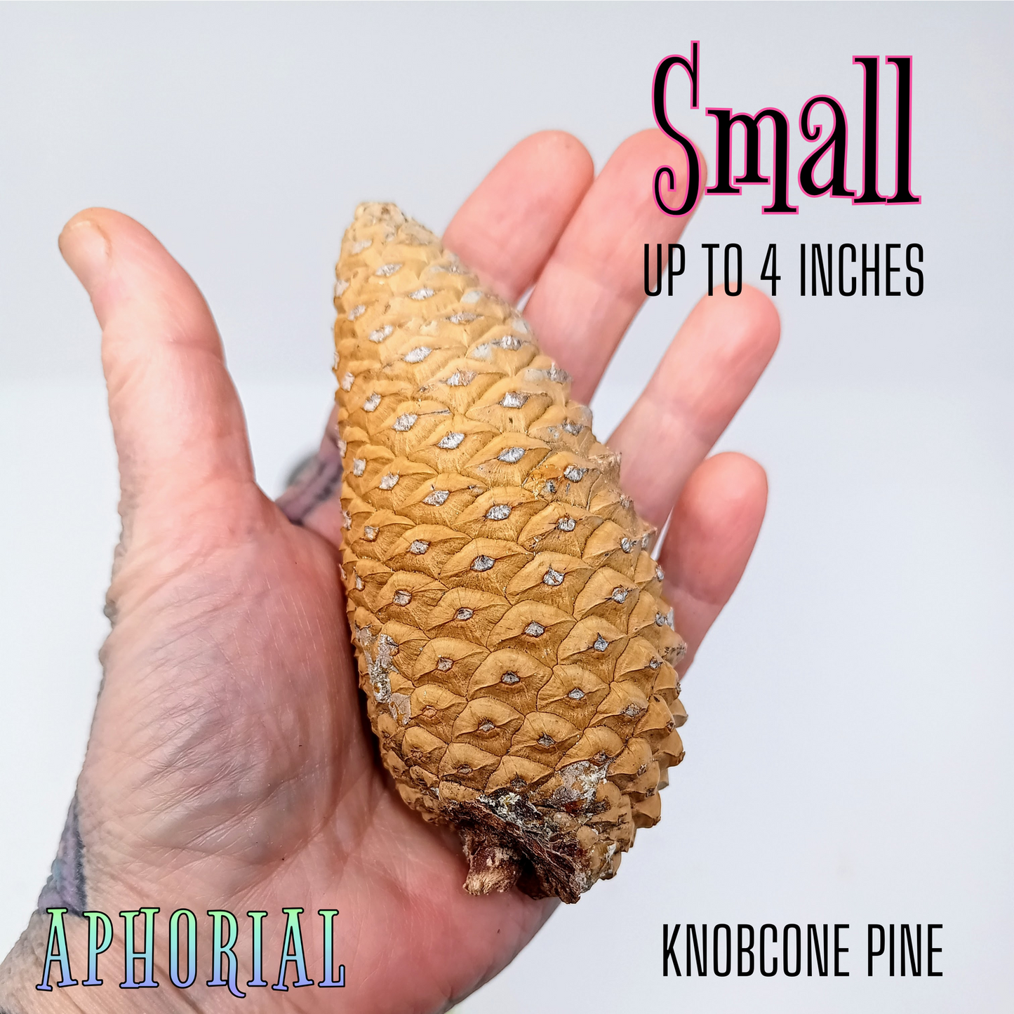 Whole Knobcone Pine Cone Pinus Attenuata Pinecones for Crafts Decorations Jewelry - Fresh, Bulk - Aphorial