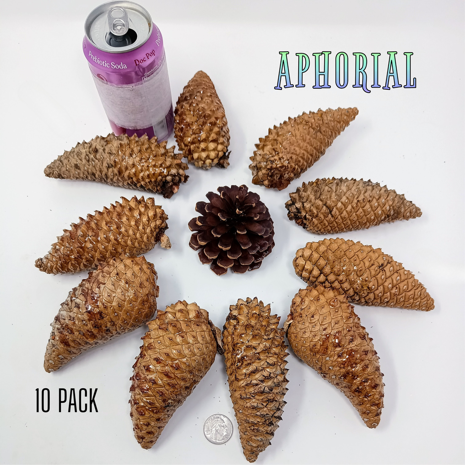 Whole Knobcone Pine Cone Pinus Attenuata Pinecones for Crafts Decorations Jewelry - Fresh, Bulk - Aphorial