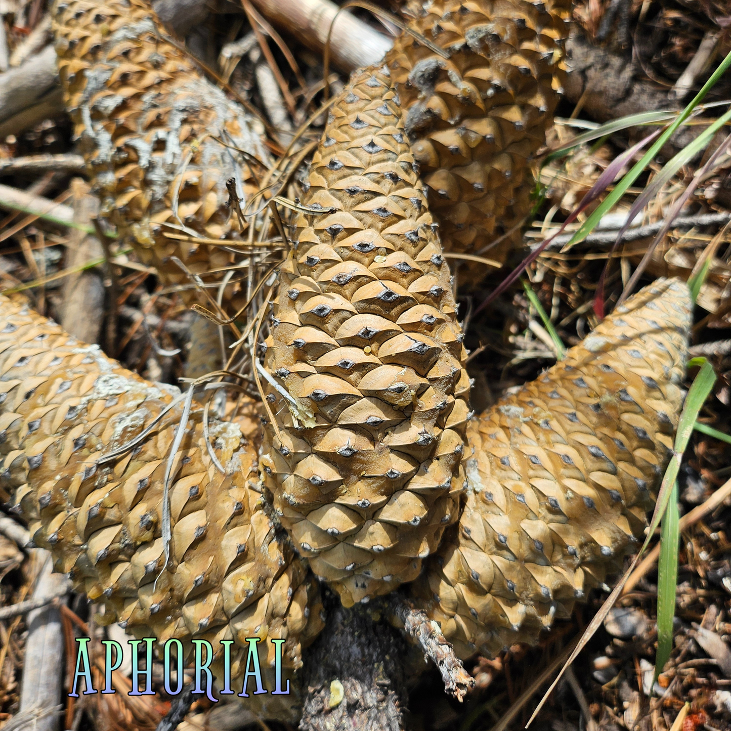 Whole Knobcone Pine Cone Pinus Attenuata Pinecones for Crafts Decorations Jewelry - Fresh, Bulk - Aphorial