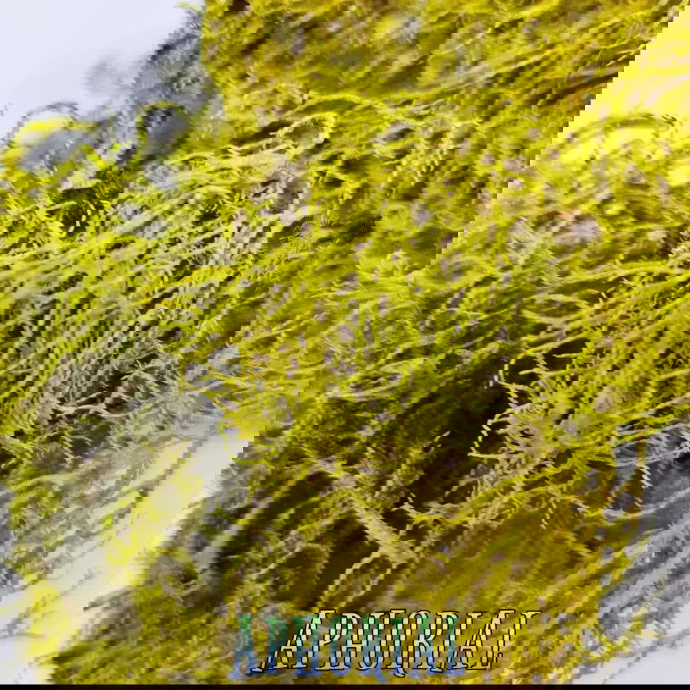 Wolf Lichen (Letharia Vulpina) for Arts, Crafts, Dyes, Decorations, 1oz - Aphorial