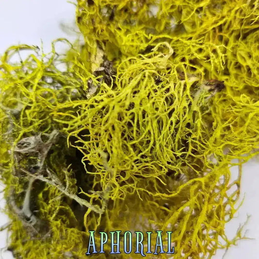Wolf Lichen (Letharia Vulpina) for Arts, Crafts, Dyes, Decorations, 1oz - Aphorial