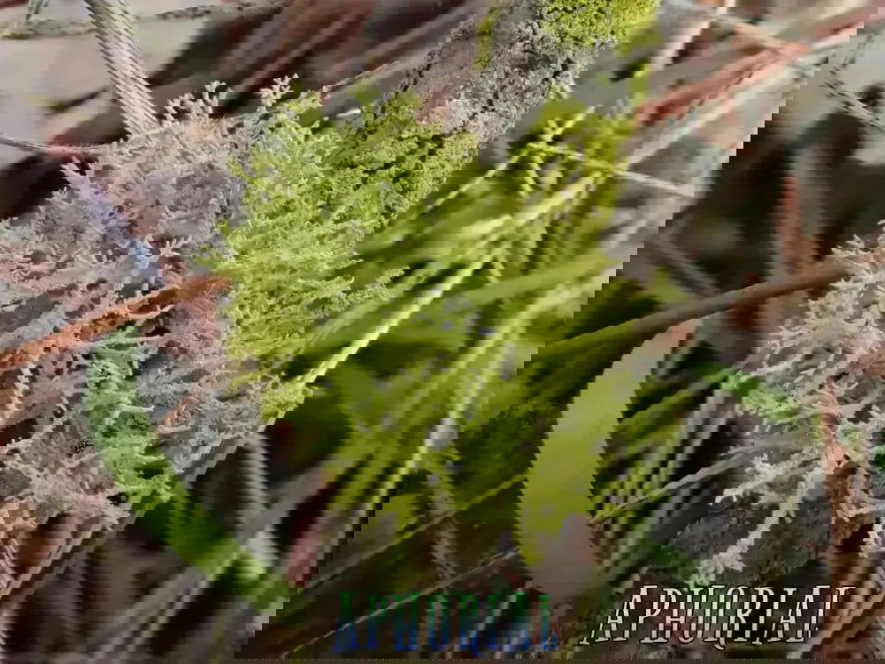 Wolf Lichen (Letharia Vulpina) for Arts, Crafts, Dyes, Decorations, 1oz - Aphorial