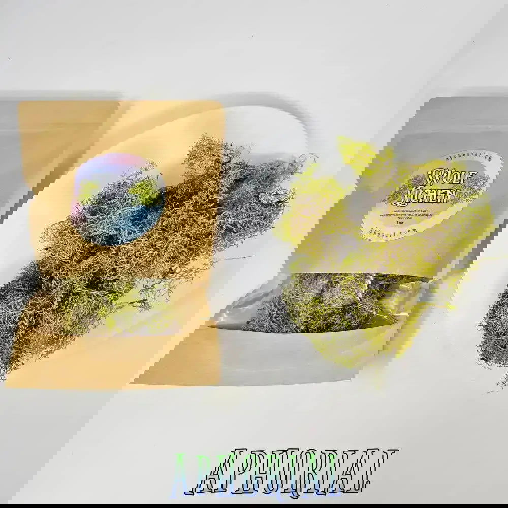 Wolf Lichen (Letharia Vulpina) for Arts, Crafts, Dyes, Decorations, 1oz - Aphorial