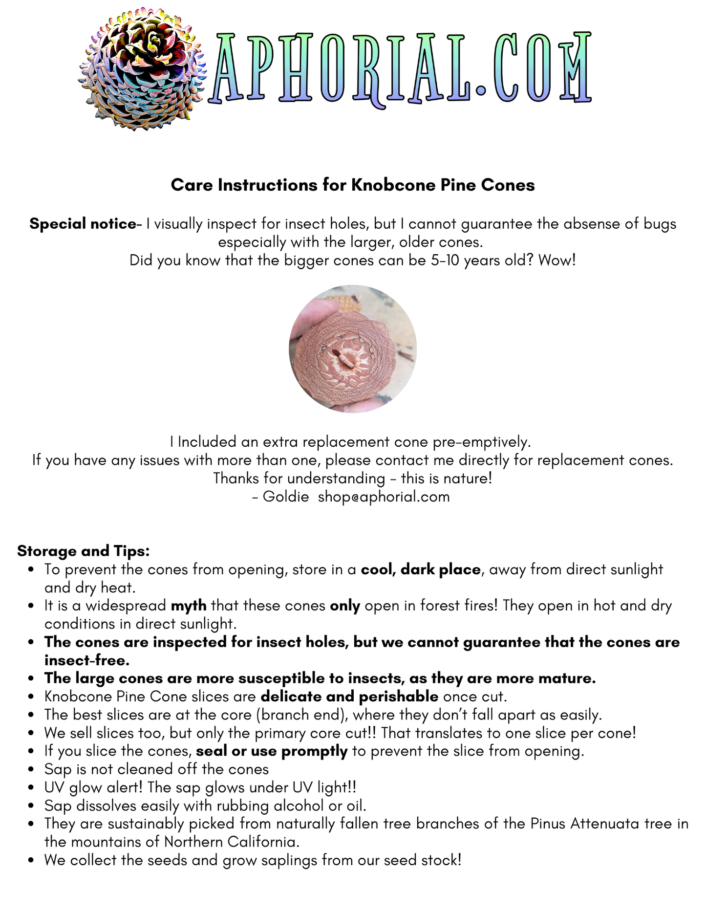 Whole Knobcone Pine Cones – Natural Crafting & Jewelry Supplies (4-6 Inches) Multipack