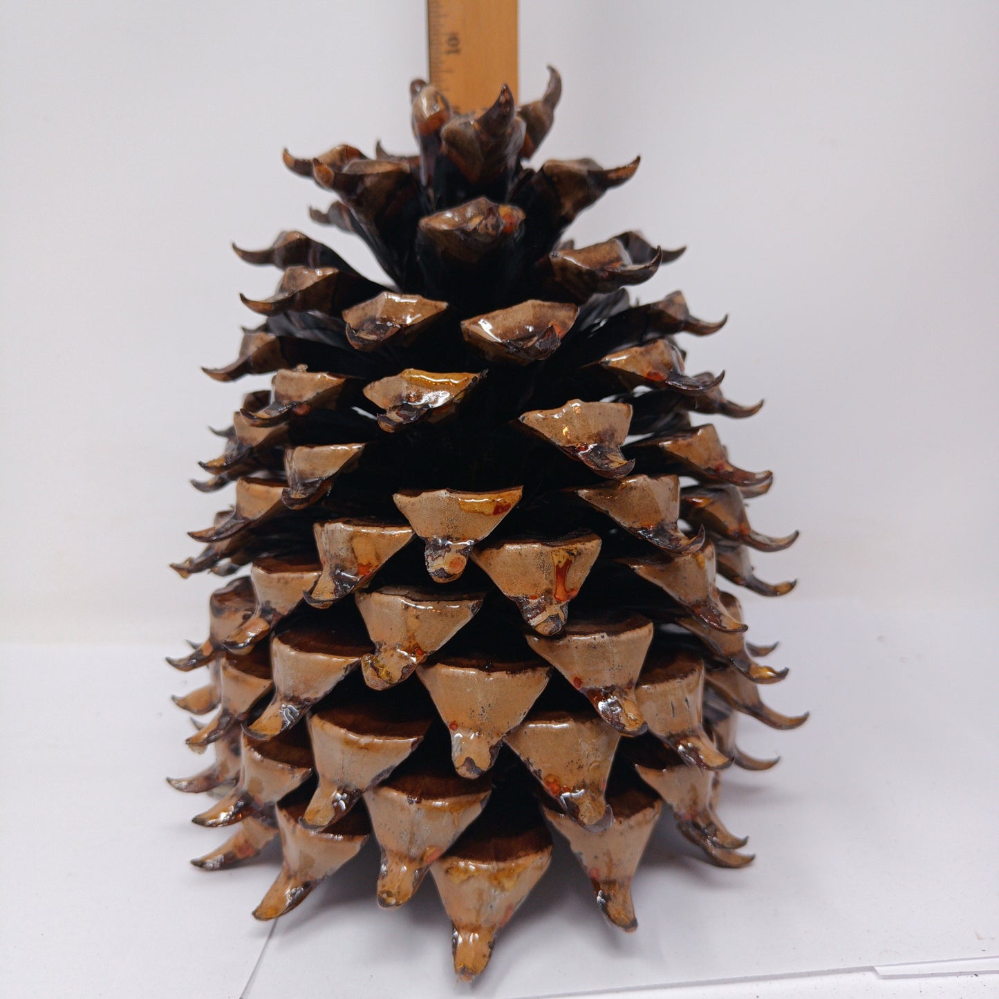 World's Largest Pine Cone – Coulter Pine Widowmaker - Collector's Item, Decorations