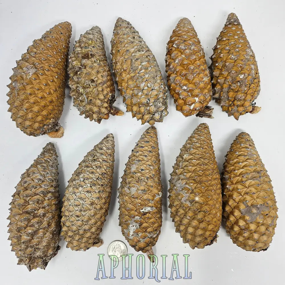10 Jumbo Large Uncleaned Knobcone Pine Cones For Arts Crafts Jewelry Crafting Supplies