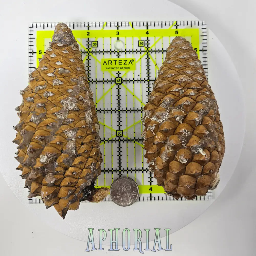 10 Jumbo Large Uncleaned Knobcone Pine Cones For Arts Crafts Jewelry Crafting Supplies