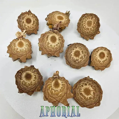 10 Premium Knobcone Pine Cone Ends, Sliced - Aphorial
