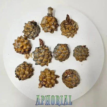 10 Premium Knobcone Pine Cone Ends, Sliced - Aphorial