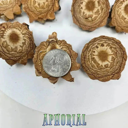 10 Premium Knobcone Pine Cone Ends, Sliced - Aphorial