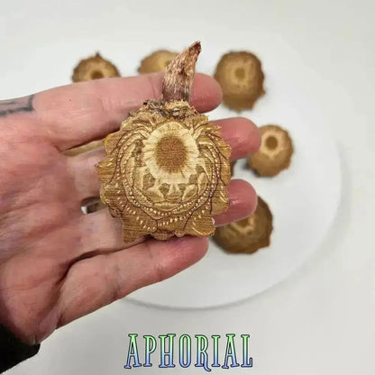 10 Premium Knobcone Pine Cone Ends, Sliced - Aphorial