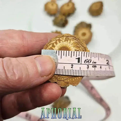 10 Premium Knobcone Pine Cone Ends, Sliced - Aphorial