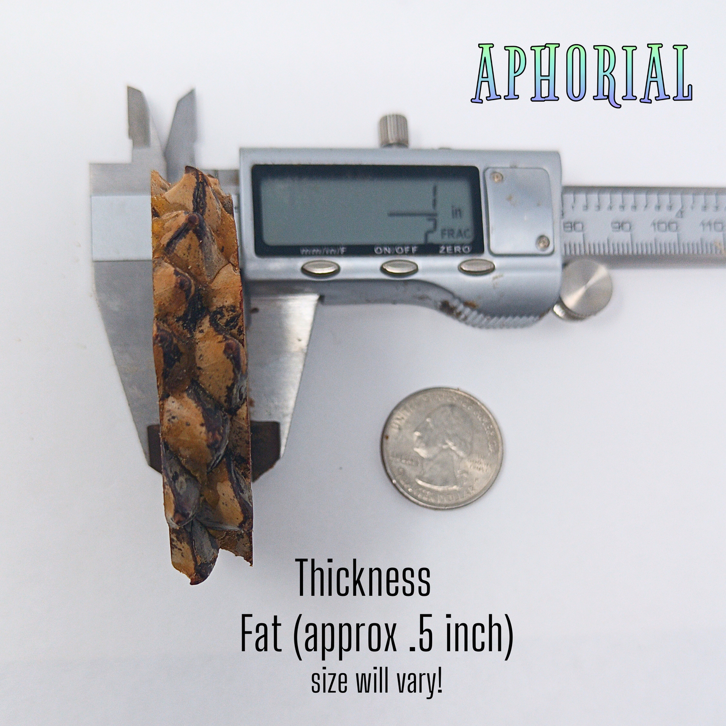 Knobcone Pine Cone Slices for Jewelry Crafts Core Heart Cut