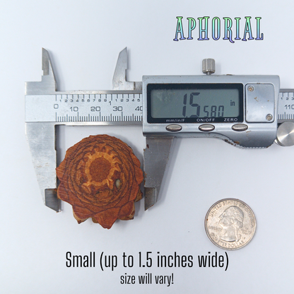 Knobcone Pine Cone Slices for Jewelry Crafts Core Heart Cut