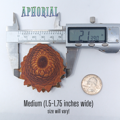 Knobcone Pine Cone Slices for Jewelry Crafts Core Heart Cut