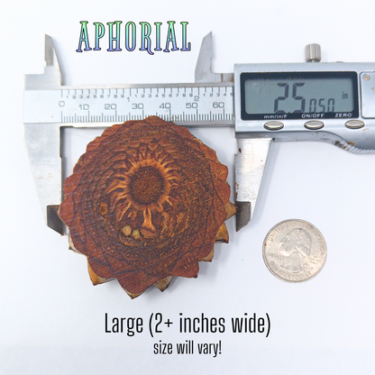 Knobcone Pine Cone Slices for Jewelry Crafts Core Heart Cut