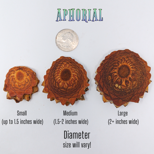 Knobcone Pine Cone Slices for Jewelry Crafts Core Heart Cut