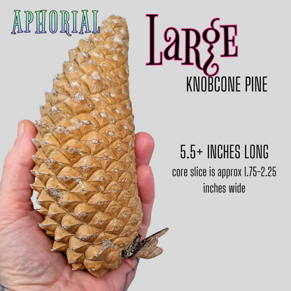 Whole Knobcone Pine Cone Pinus Attenuata Pinecones for Crafts Decorations Jewelry - Fresh, Bulk