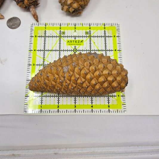 10 Jumbo Large Uncleaned Knobcone Pine Cones for Arts Crafts Jewelry