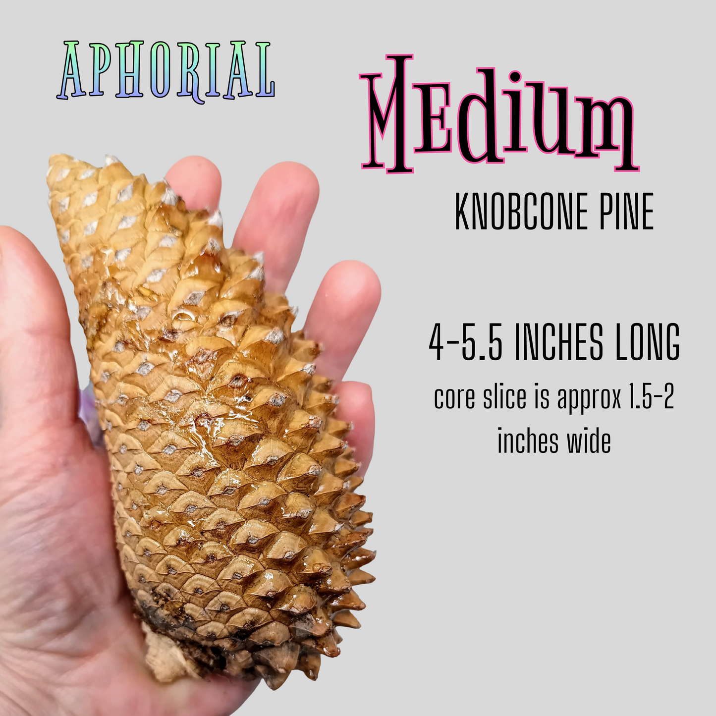 Whole Knobcone Pine Cone Pinus Attenuata Pinecones for Crafts Decorations Jewelry - Fresh, Bulk