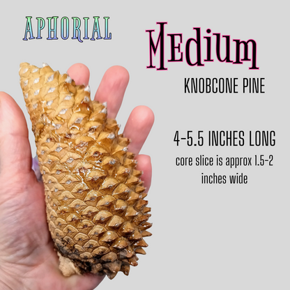Whole Knobcone Pine Cone Pinus Attenuata Pinecones for Crafts Decorations Jewelry - Fresh, Bulk