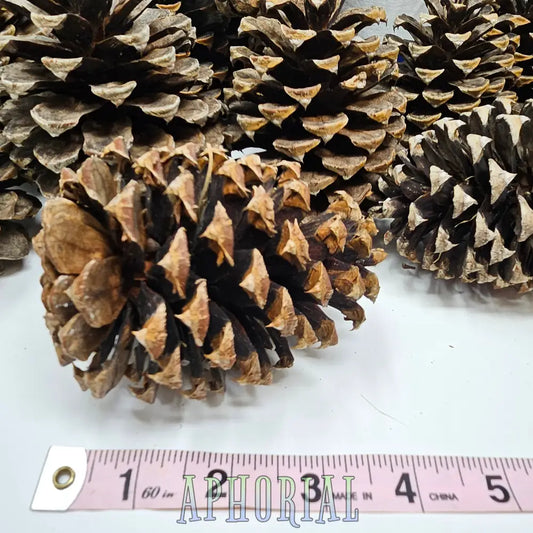 30 Ponderosa Pine Cones For Decorations And Crafts Wildcrafts