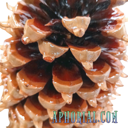 Coulter Pine Cone Charm Tree - Largest Cone in the World, Tabletop Christmas, Centerpiece