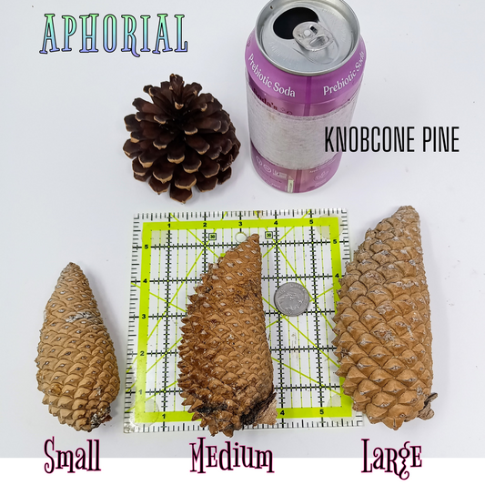 Whole Knobcone Pine Cone Pinus Attenuata Pinecones for Crafts Decorations Jewelry - Fresh, Bulk