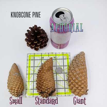 Whole Knobcone Pine Cone Pinus Attenuata Pinecones for Crafts Decorations Jewelry - Fresh, Bulk - Aphorial