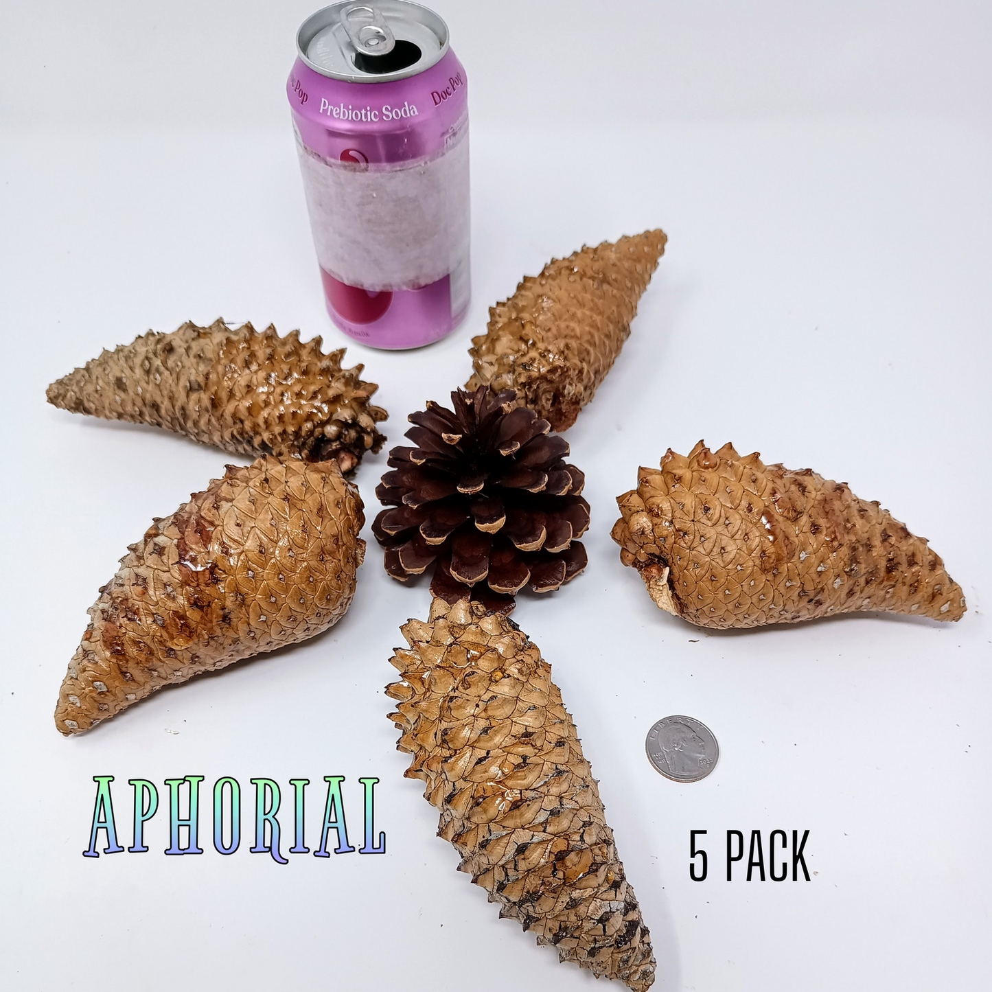 Whole Knobcone Pine Cone Pinus Attenuata Pinecones for Crafts Decorations Jewelry - Fresh, Bulk - Aphorial