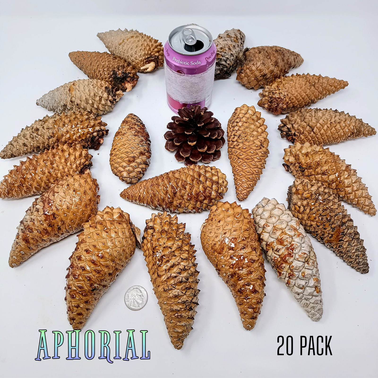 Whole Knobcone Pine Cone Pinus Attenuata Pinecones for Crafts Decorations Jewelry - Fresh, Bulk - Aphorial