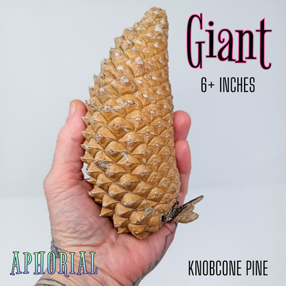 Whole Knobcone Pine Cone Pinus Attenuata Pinecones for Crafts Decorations Jewelry - Fresh, Bulk - Aphorial