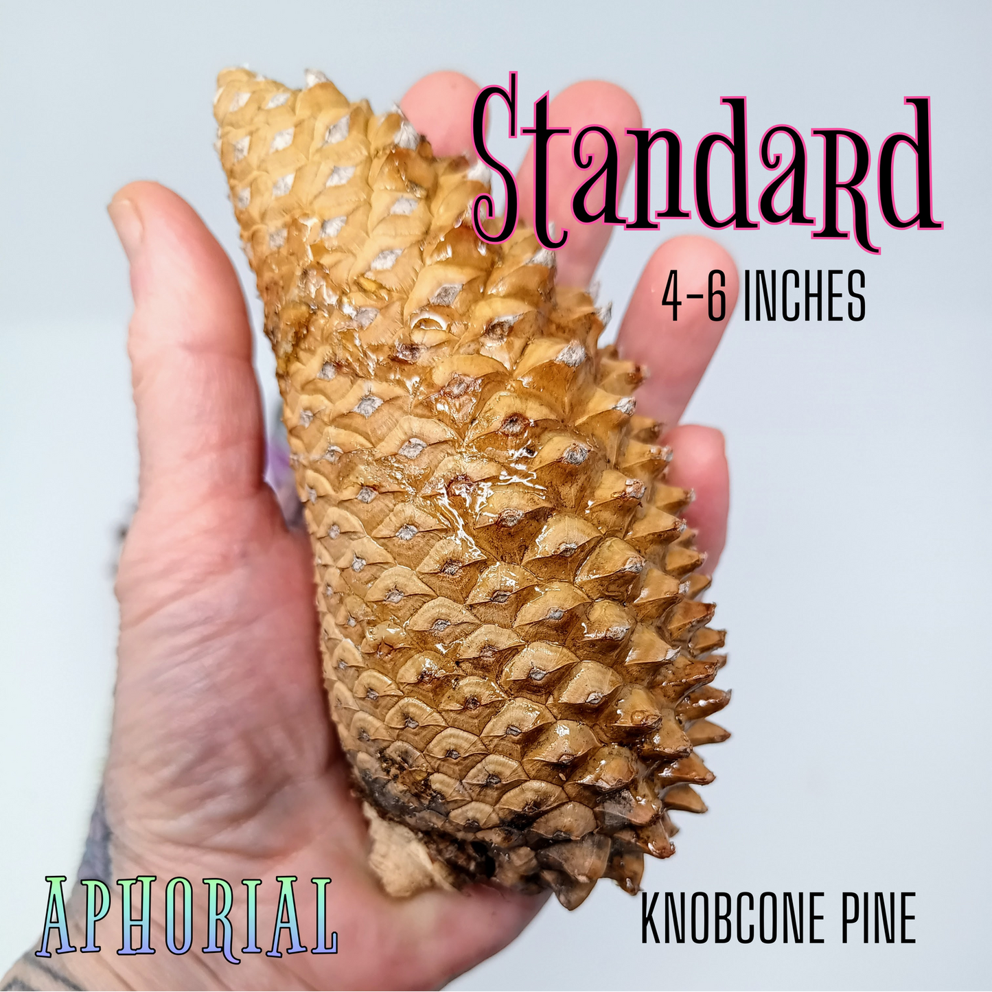 Whole Knobcone Pine Cone Pinus Attenuata Pinecones for Crafts Decorations Jewelry - Fresh, Bulk - Aphorial