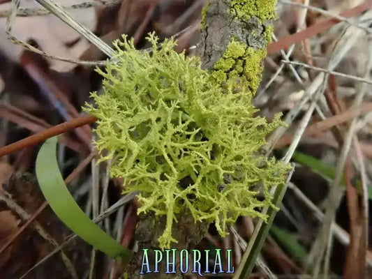 Wolf Lichen (Letharia Vulpina) for Arts, Crafts, Dyes, Decorations, 1oz - Aphorial