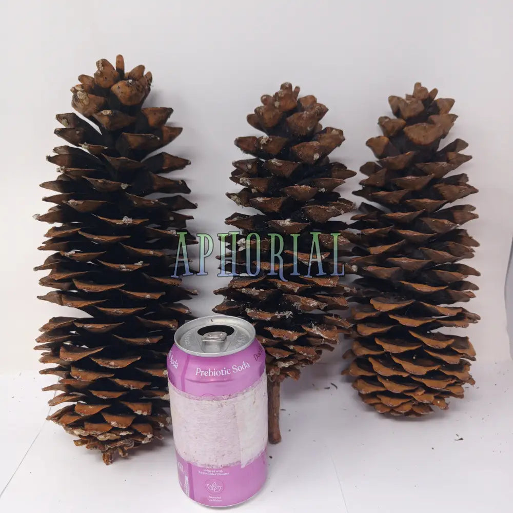 Discount - Multi Pack Giant Sugar Pine Cones for Crafts and Decorations - Longest Pinecones in the World 3 Pack Taxable