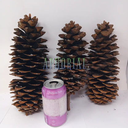 Discount - Multi Pack Giant Sugar Pine Cones for Crafts and Decorations - Longest Pinecones in the World 3 Pack Taxable
